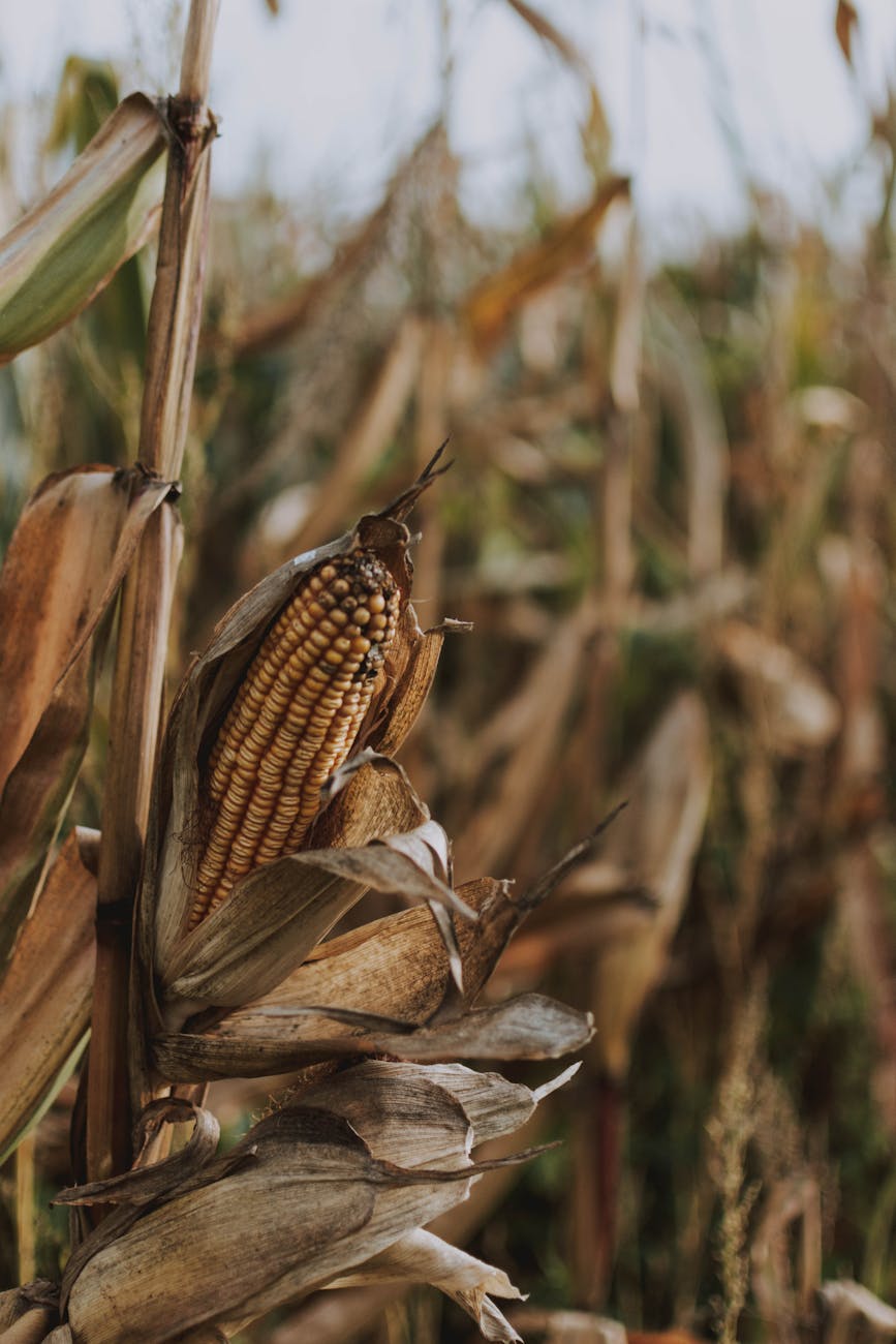 close up photography of corn